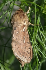 Wiseana copularis