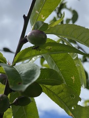 Austrotephritis poenia