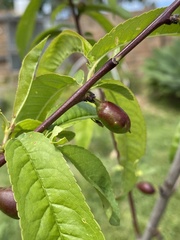 Austrotephritis poenia