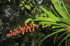 Guzmania multiflora