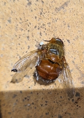 Calliphora ochracea