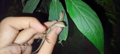 Basiliscus basiliscus