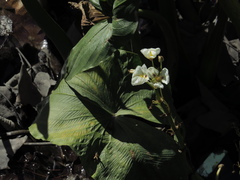 Sagittaria montevidensis
