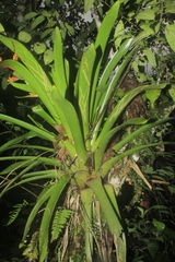 Guzmania multiflora