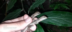 Basiliscus basiliscus