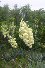 Yucca rupicola
