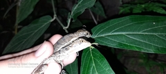 Basiliscus basiliscus