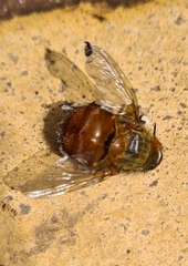 Calliphora ochracea
