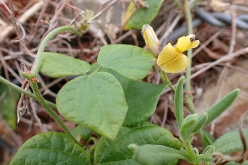 Image of Rhynchosia caribaea by no rights reserved