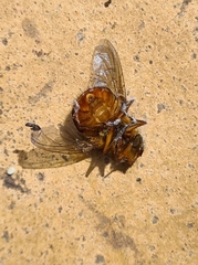 Calliphora ochracea