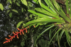 Guzmania multiflora