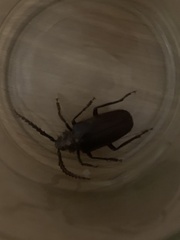 Prionus californicus