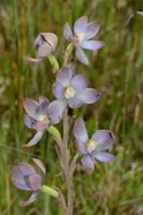 Thelymitra epipactoides
