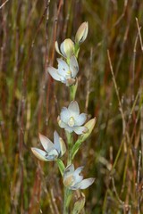 Thelymitra epipactoides