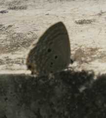 Luthrodes pandava