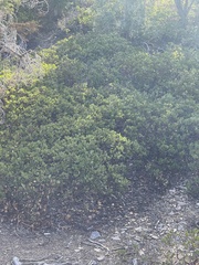 Arctostaphylos patula