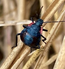 Alcaeorrhynchus grandis