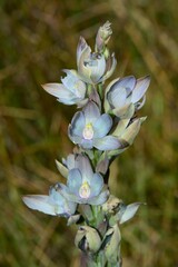 Thelymitra epipactoides