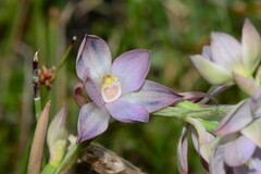 Thelymitra epipactoides