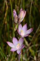 Thelymitra epipactoides
