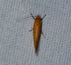 Delexocha ochrocausta