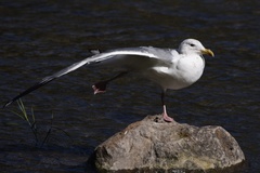 Larus schistisagus