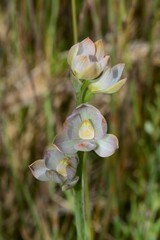 Thelymitra epipactoides