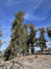 Pinus longaeva