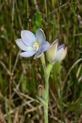 Thelymitra epipactoides