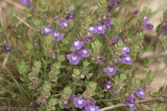 Scutellaria wrightii