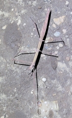 Parabacillus hesperus