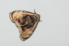 Lepidodes