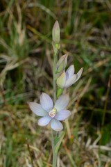Thelymitra epipactoides