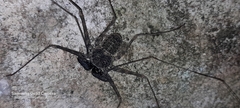 Phrynus operculatus