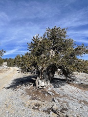 Pinus longaeva