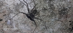 Phrynus operculatus