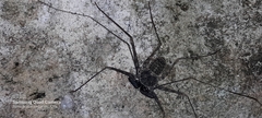 Phrynus operculatus
