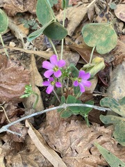 Oxalis debilis