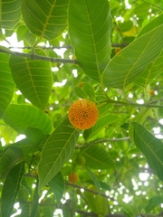 Neolamarckia cadamba