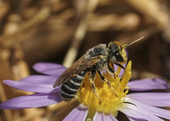 Halictus ligatus