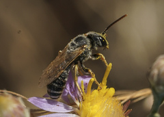 Halictus ligatus