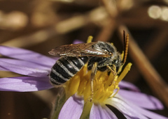 Halictus ligatus