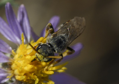 Halictus ligatus