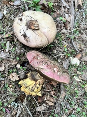 Rubroboletus eastwoodiae