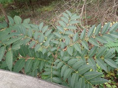 Toona sinensis