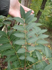 Toona sinensis