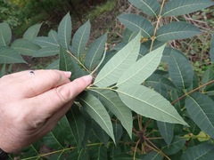 Toona sinensis