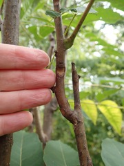 Toona sinensis