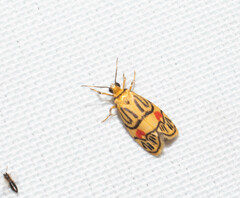Prepiella aurea