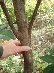 Toona sinensis